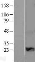 CCN5 Human Over-expression Lysates NM_003881