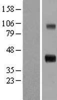 ls008840 ccn4 human over expression lysates nm 003882 wb testing 1