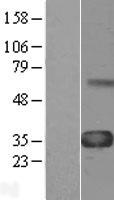 ls008840 ccn4 human over expression lysates nm 080838 wb testing 2