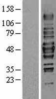 ls008841 hdac3 human over expression lysates nm 003883 wb testing 1