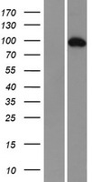 CD133 (PROM1) Human Over-expression Lysates NM_001145847