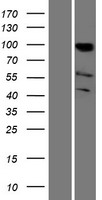 KAT2B Human Over-expression Lysates NM_003884