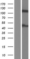 PAG3 (ASAP2) Human Over-expression Lysates NM_003887