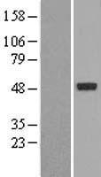 PXR (NR1I2) Human Over-expression Lysates NM_003889