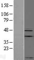 ls008862 apelin apln human over expression lysates nm 017413 wb testing 1