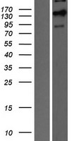 PER3 Human Over-expression Lysates NM_016831