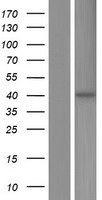 ST3GAL5 Human Over-expression Lysates NM_001042437