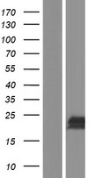 IEX1 (IER3) Human Over-expression Lysates NM_003897