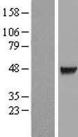 ls008872 c10orf7 cdc123 human over expression lysates nm 006023 wb testing 1