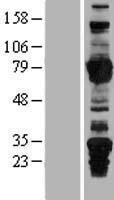 ls008874 arhgef7 human over expression lysates nm 003899 wb testing 1
