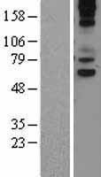 ls008876 vnn1 human over expression lysates nm 004666 wb testing 1