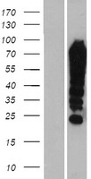 ls008880 fubp1 human over expression lysates nm 003902 wb testing 1