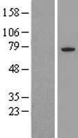 Apc6 (CDC16) Human Over-expression Lysates NM_001078645