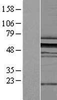 ZNF259 (ZPR1) Human Over-expression Lysates NM_003904