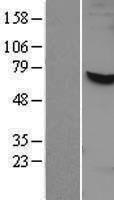 APPBP1 (NAE1) Human Over-expression Lysates NM_003905