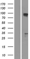 ls008887 tax1bp1 human over expression lysates nm 006024 wb testing 1
