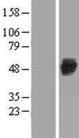 EIF2B3 Human Over-expression Lysates NM_020365