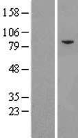 ls008893 eif2b epsilon eif2b5 human over expression lysates nm 003907 wb testing 1