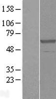 CPNE3 Human Over-expression Lysates NM_003909