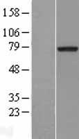 MTMR2 Human Over-expression Lysates NM_016156
