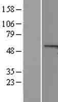 ls008900 cyclin a1 ccna1 human over expression lysates nm 003914 wb testing 1