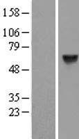 CPNE1 Human Over-expression Lysates NM_152928