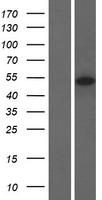 Glycogenin 2 (GYG2) Human Over-expression Lysates NM_001184703