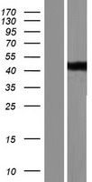 PP11 (ENDOU) Human Over-expression Lysates NM_001172440