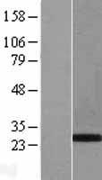 ls008929 phox2b human over expression lysates nm 003924 wb testing 1