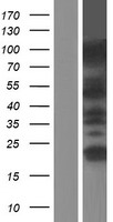 ls008930 mbd4 human over expression lysates nm 003925 wb testing 1