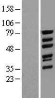 WAVE 1 (WASF1) Human Over-expression Lysates NM_003931