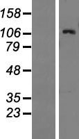 ls008938 baiap3 human over expression lysates nm 003933 wb testing 1