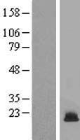 ls008968 h3fi hist1h3f human over expression lysates nm 021018 wb testing 1