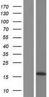 ls008970 h2bc11 human over expression lysates nm 021058 wb testing 1