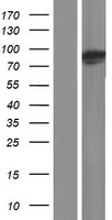 PLOD3 Human Over-expression Lysates NM_001084