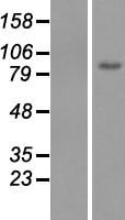MSK2 / RSK-B (RPS6KA4) Human Over-expression Lysates NM_001006944
