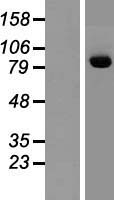 MSK2 / RSK-B (RPS6KA4) Human Over-expression Lysates NM_003942