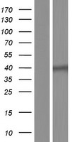 Genethonin 1 (STBD1) Human Over-expression Lysates NM_003943