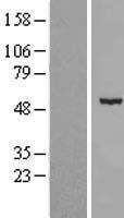 CDKL2 Human Over-expression Lysates NM_003948