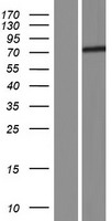 Huntingtin Associated Protein 1 (HAP1) Human Over-expression Lysates NM_001079871