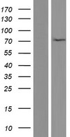 Huntingtin Associated Protein 1 (HAP1) Human Over-expression Lysates NM_177977