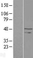 TAF1 48 (TAF1A) Human Over-expression Lysates NM_139352