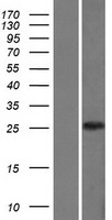 CLIC3 Human Over-expression Lysates NM_004669