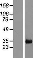 ls009023 ch25h human over expression lysates nm 003956 wb testing 1