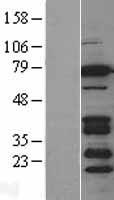 BRSK2 Human Over-expression Lysates NM_003957