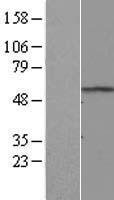 ls009025 rnf8 human over expression lysates nm 003958 wb testing 1