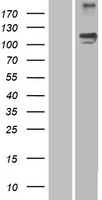 Semaphorin 5A (SEMA5A) Human Over-expression Lysates NM_003966
