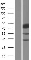 SH2D2A Human Over-expression Lysates NM_001161442