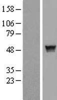 SH2D2A Human Over-expression Lysates NM_001161444