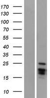 Artemin (ARTN) Human Over-expression Lysates NM_001136215